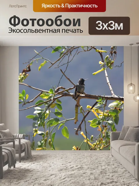 Фотообои Колибри