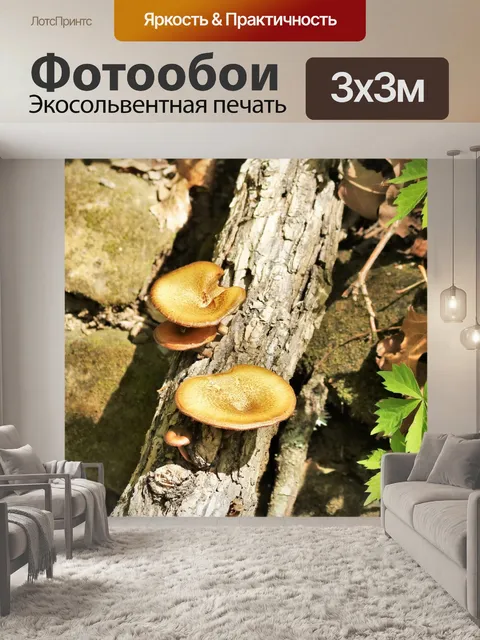 Фотообои Коричневые грибы в лесу