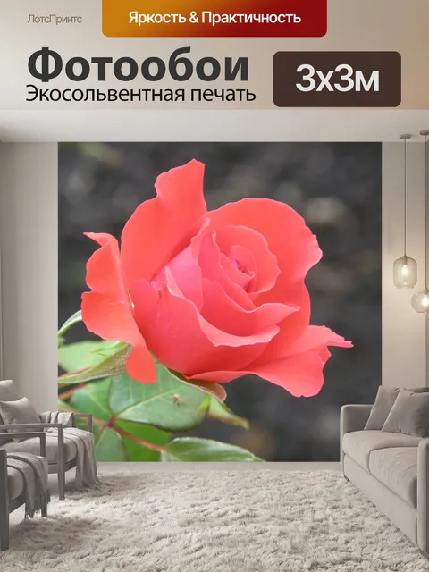 Фотообои Роза