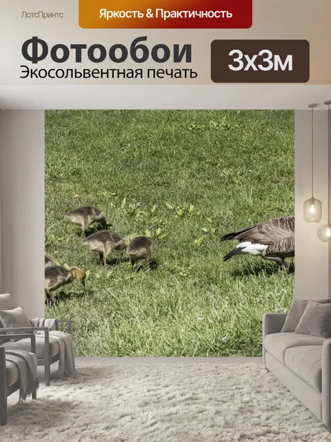 Фотообои Канадские гусиные гусеницы