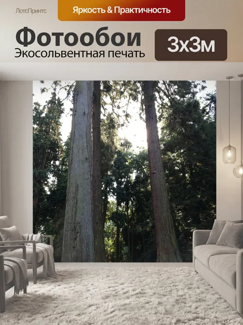 Фотообои Секвойи