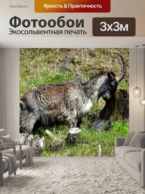 Фотообои Горный козел трет лоб