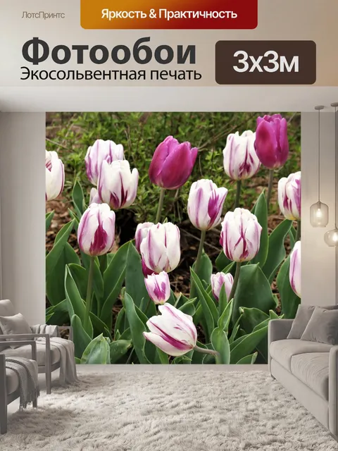 Фотообои Фиолетовые и белые тюльпаны