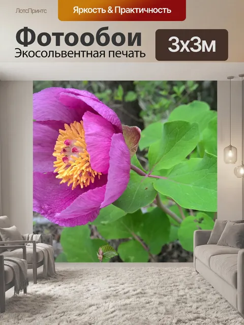 Фотообои Пион