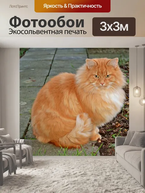 Фотообои Кошки