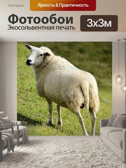 Фотообои Овца