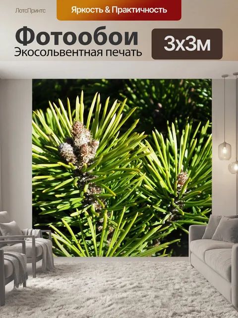 Фотообои Горная сосна