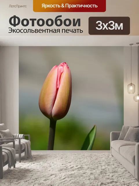 Фотообои Тюльпан