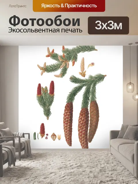 Фотообои Сосновые шишки Ботаническое искусство