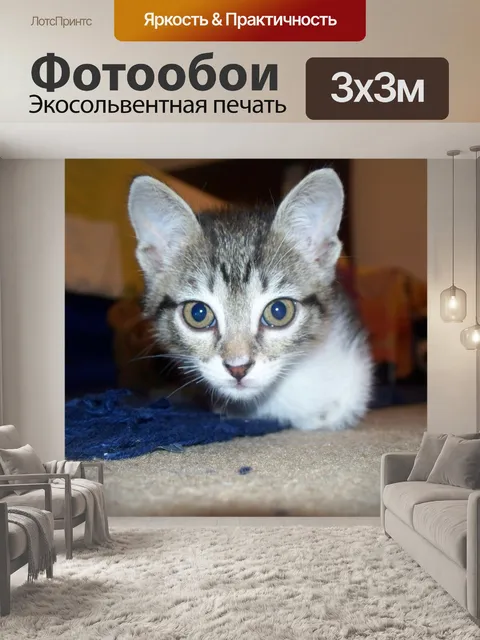 Фотообои Кошка