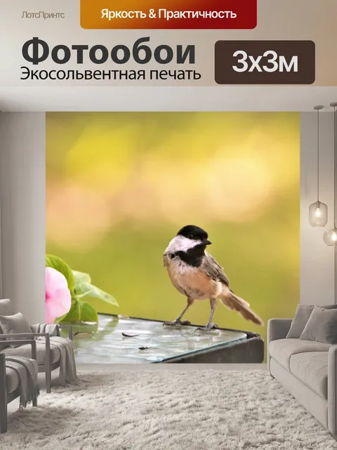 Фотообои Каролина Чикади из Таблицы 2