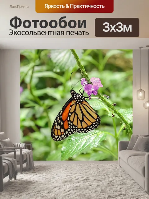 Фотообои Бабочка
