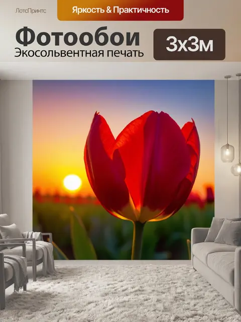 Фотообои тюльпан на фоне заката