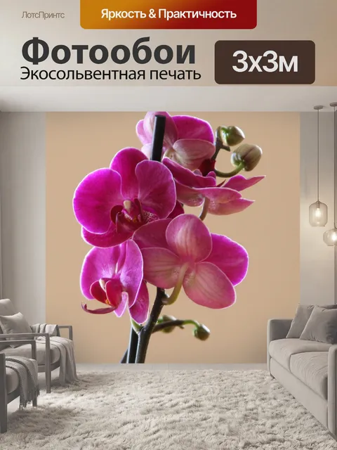 Фотообои Фаленопсис