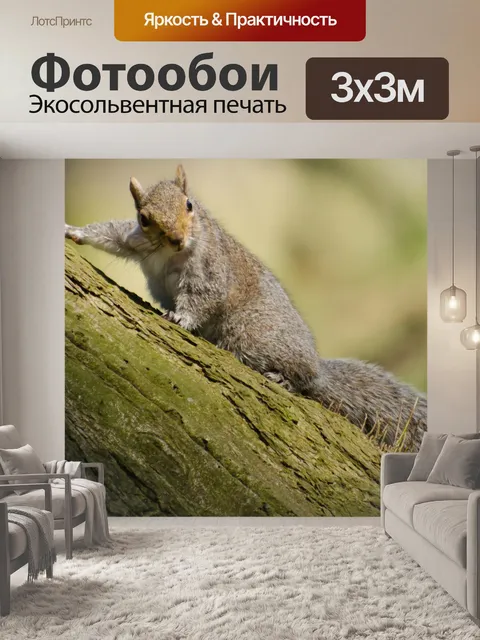 Фотообои Белка