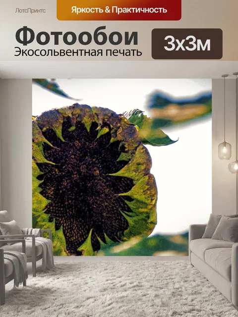 Фотообои Увядший подсолнух