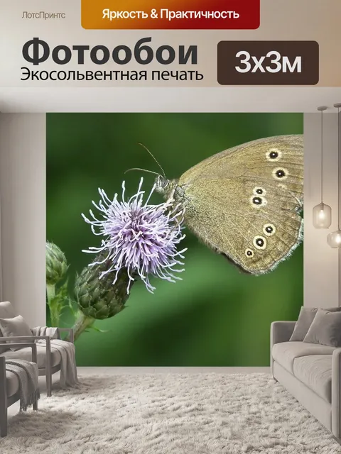 Фотообои Бабочка