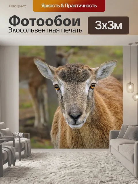 Фотообои Муфлон дикий овец животное козерог