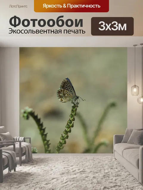 Фотообои Бабочка
