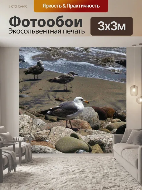 Фотообои чаек