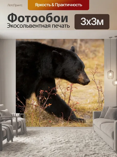 Фотообои Черный медведь