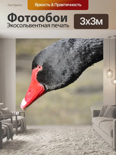 Фотообои Черный лебедь