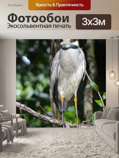 Фотообои Птица
