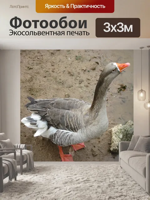 Фотообои Водоплавающих 3