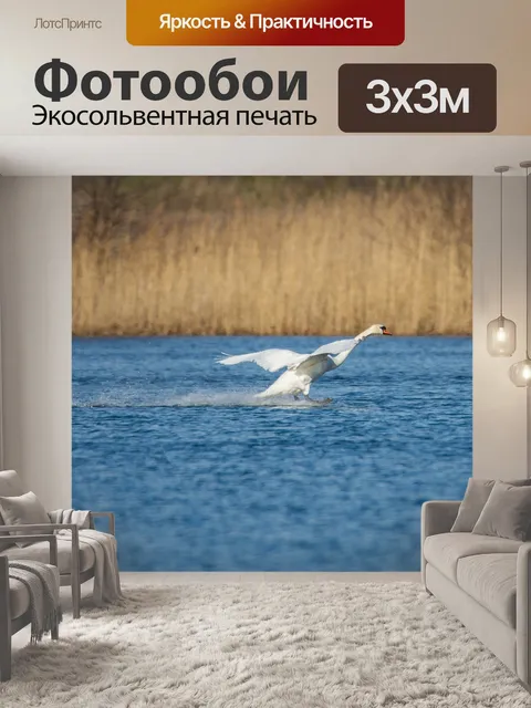 Фотообои Лебедь