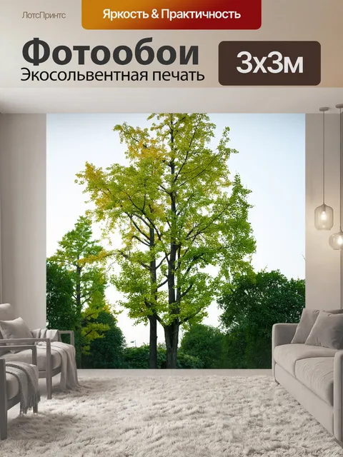 Фотообои Гинкго дерево