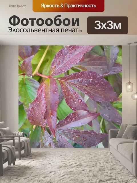 Фотообои Пион