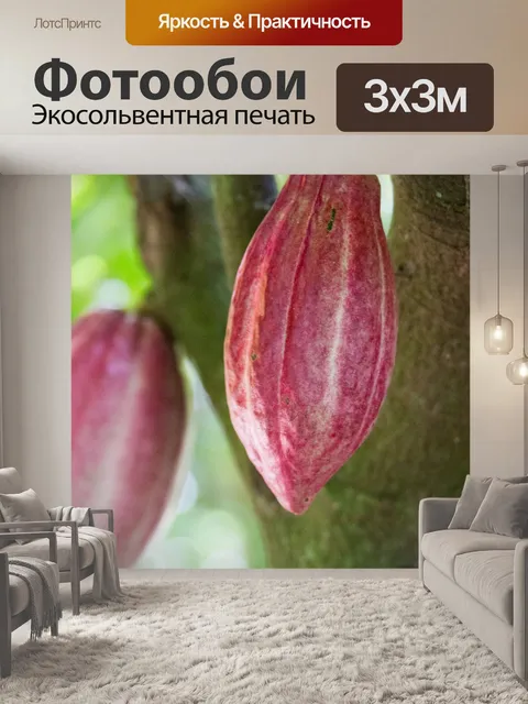 Фотообои Выращивание какао-бобов