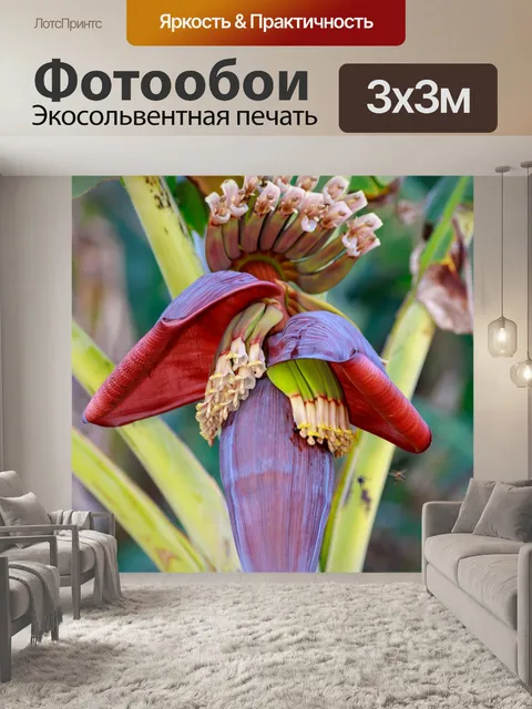 Фотообои Цветок банана