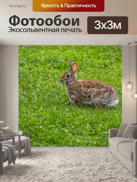 Фотообои Кролик