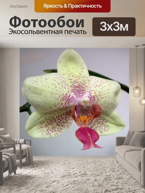 Фотообои Цветок орхидеи