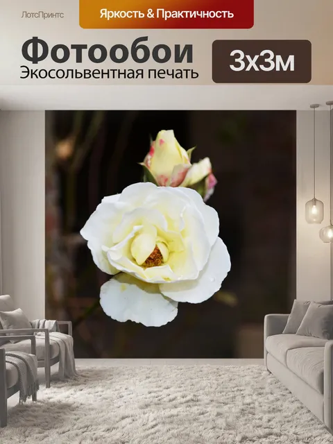 Фотообои Белые розы и бутоны