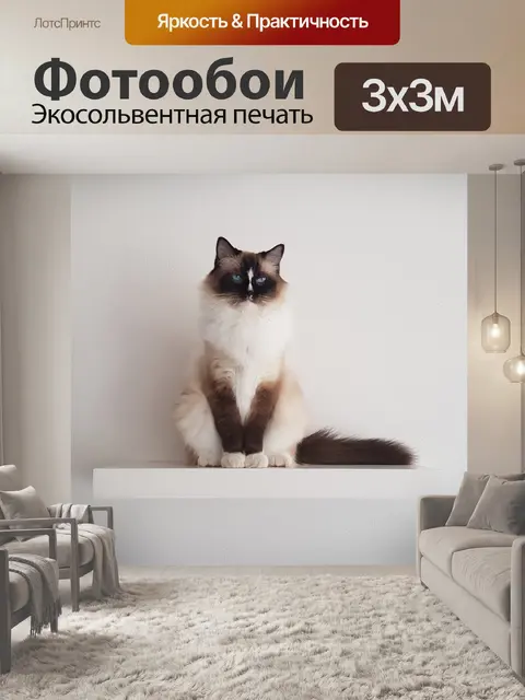 Фотообои Кот