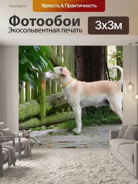 Фотообои Собака