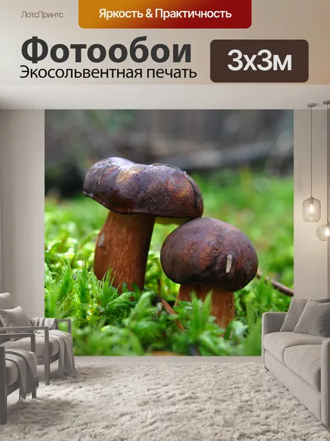 Фотообои Гриб