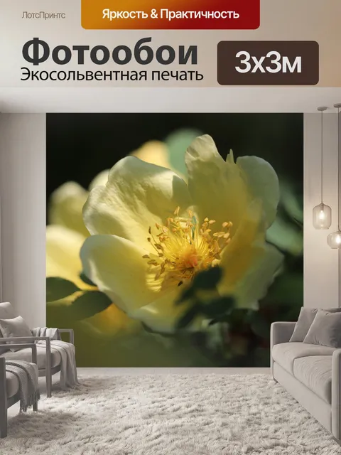 Фотообои Роза