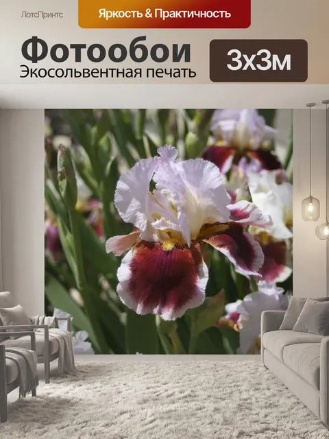 Фотообои Ирис