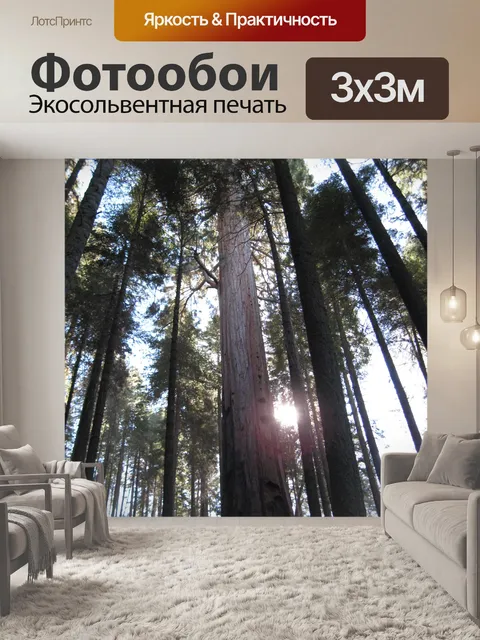 Фотообои Деревья в парке Секвойя