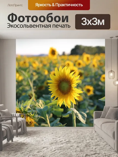 Фотообои Подсолнечник