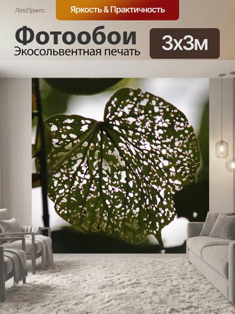 Фотообои сеть листьев, съеденная насекомыми