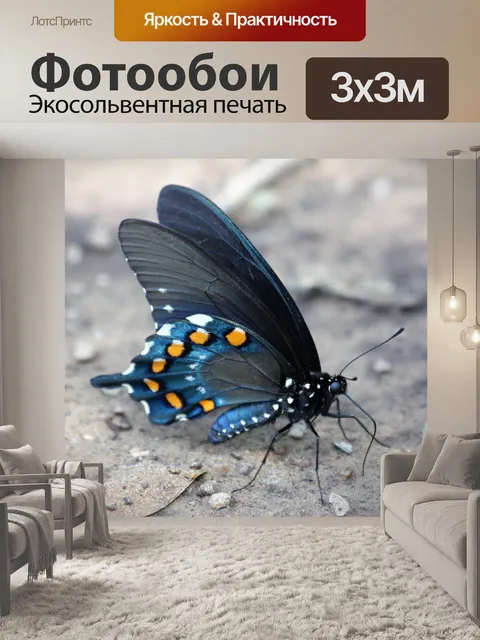 Фотообои Бабочка бабочки-павлина