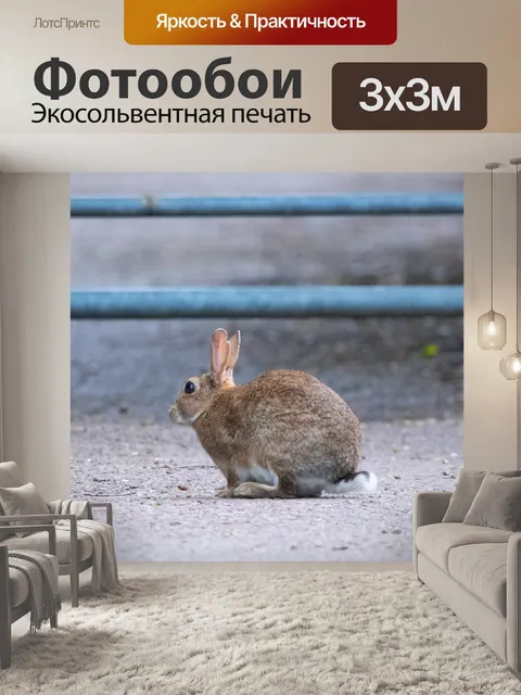 Фотообои Кролик
