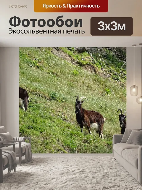 Фотообои Горные козлы на подъем