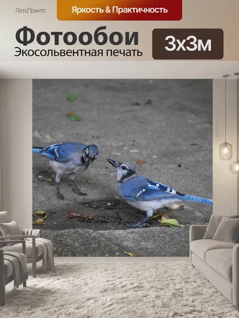 Фотообои Голубая сойка