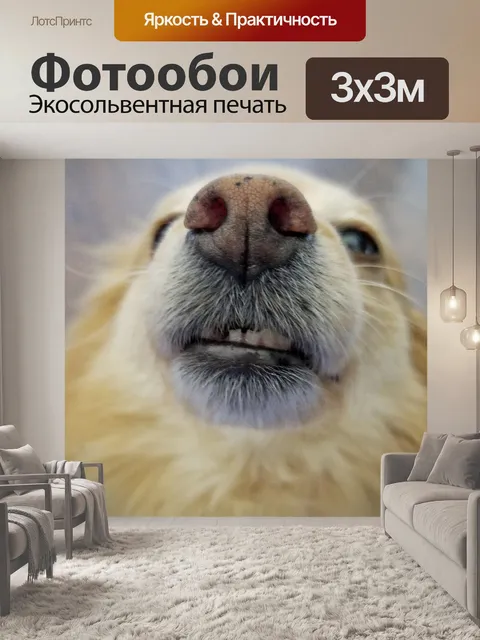 Фотообои Нос собаки