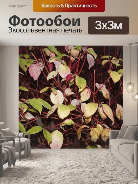 Фотообои Фон